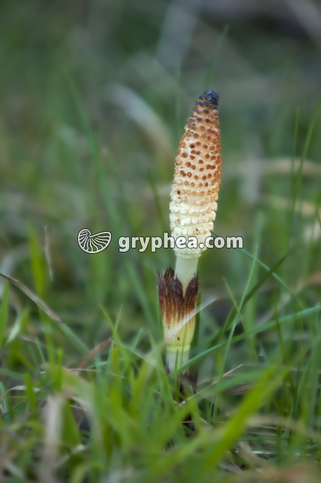 Grande Prêle - Epi sporifère  (tige fertile) au début du printemps - gryphea.com